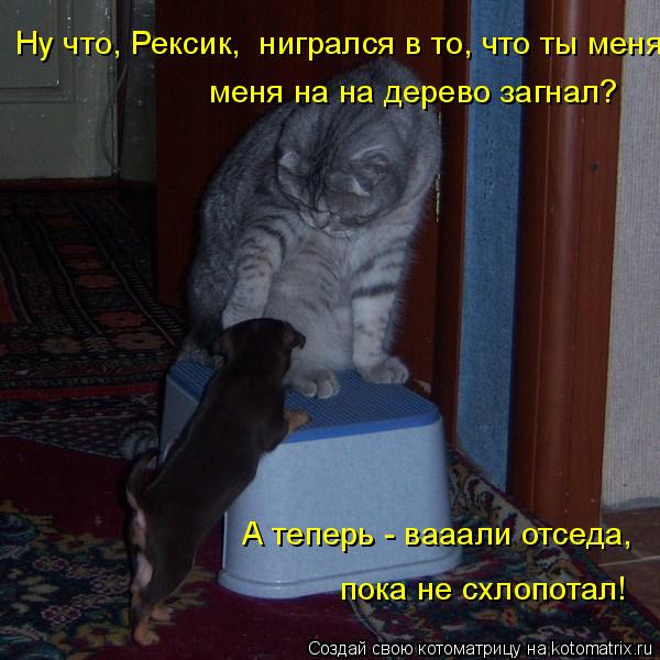меня на на дерево загнал? А теперь - вааали отседа, пока не схлопотал! Ну что, Рексик, нигрался в т... Котоматрица: меня на на дерево загнал? А теперь - вааали отседа, пока не схлопотал! Ну что, Рексик, нигрался в то, что ты меня