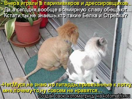Котоматрица: - Вчера играли в парикмахеров и дрессировщиков.. - Да,а сегодня,вообще всемирную славу обещают... Кстати,ты не знаешь,кто такие Белка и Стрелк