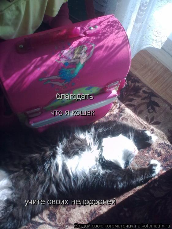 благодать что я кошак учите своих недорослей... Котоматрица: благодать что я кошак учите своих недорослей