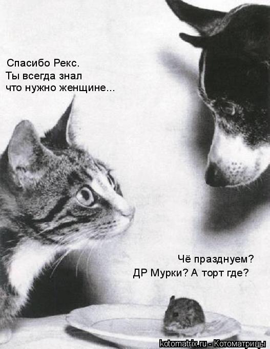 Чё празднуем? Спасибо Рекс. Ты всегда знал что нужно женщине... ДР Мурки? А торт где?... Котоматрица: Чё празднуем? Спасибо Рекс. Ты всегда знал что нужно женщине... ДР Мурки? А торт где?