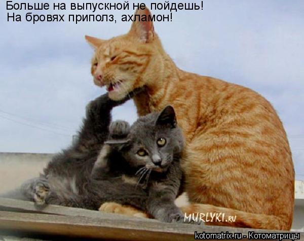 Больше на выпускной не пойдешь! На бровях приполз, ахламон!... Котоматрица: Больше на выпускной не пойдешь! На бровях приполз, ахламон!