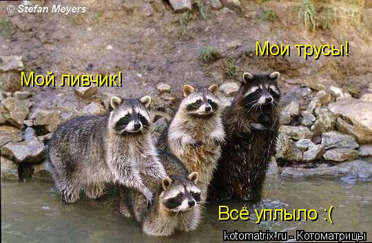 Мои трусы! Мой ливчик! Всё уплыло :(... Котоматрица: Мои трусы! Мой ливчик! Всё уплыло :(