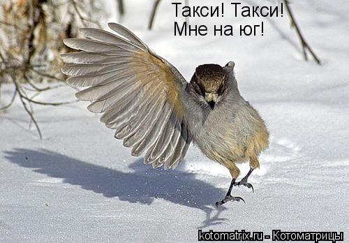 Такси! Такси! Мне на юг!... Котоматрица: Такси! Такси! Мне на юг!
