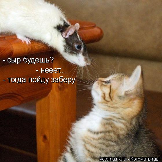 Котоматрица: - сыр будешь? - нееет... - тогда пойду заберу