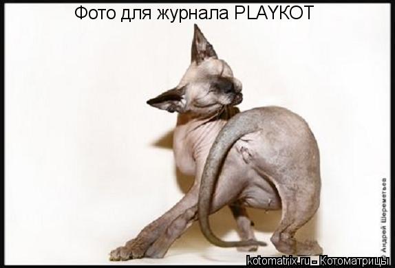 Фото для журнала PLAYКОТ... Котоматрица: Фото для журнала PLAYКОТ