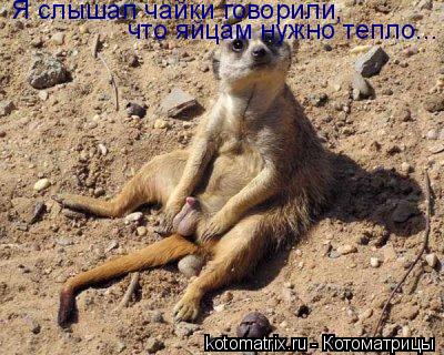 Я слышал чайки говорили, что яйцам нужно тепло...... Котоматрица: Я слышал чайки говорили, что яйцам нужно тепло...