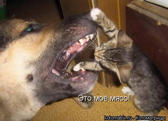 Это моё мясо!... Котоматрица: Это моё мясо!