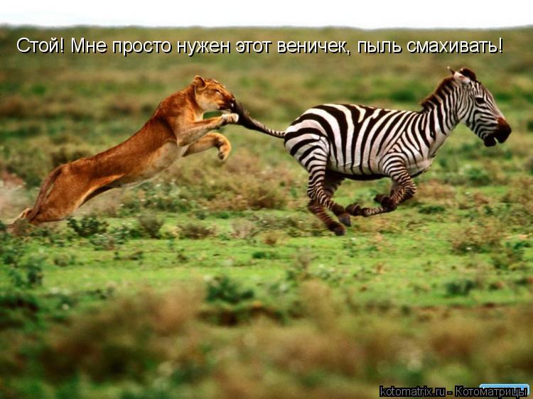 Стой! Мне просто нужен этот веничек, пыль смахивать!... Котоматрица: Стой! Мне просто нужен этот веничек, пыль смахивать!