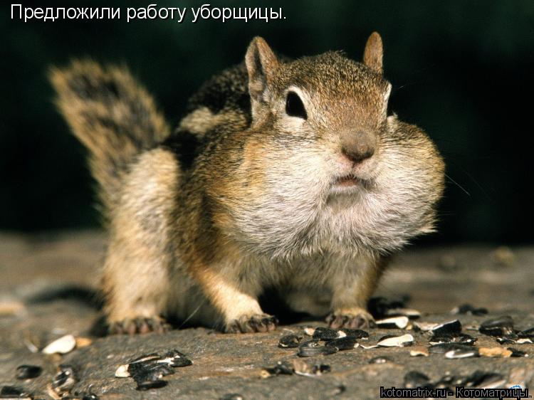 Предложили работу уборщицы.... Котоматрица: Предложили работу уборщицы.