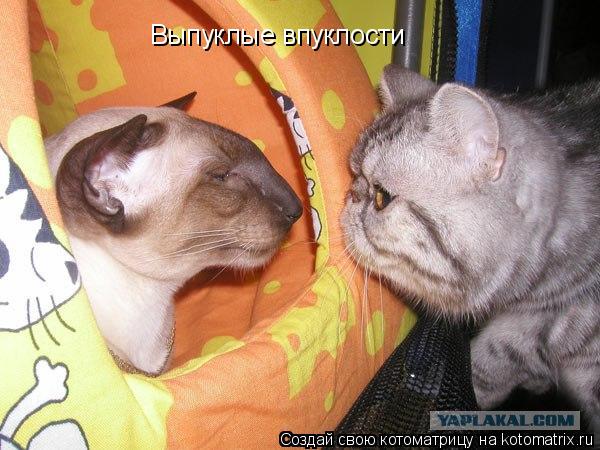 Выпуклые впуклости... Котоматрица: Выпуклые впуклости