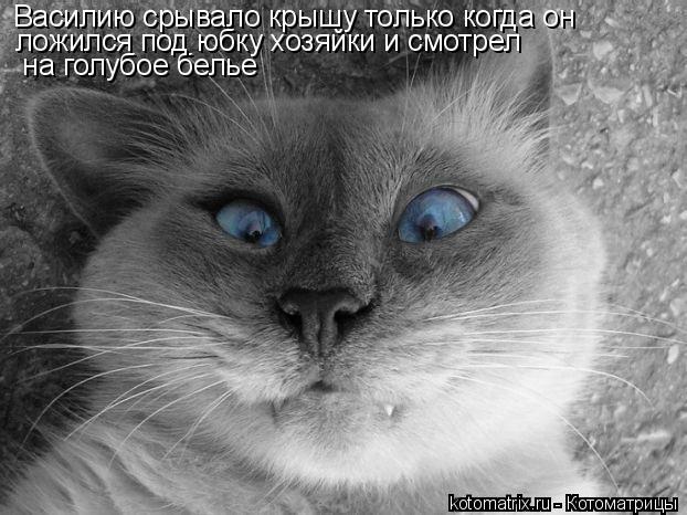 Василию срывало крышу только когда он на голубое белье ложился под юбку хозяйки и смотрел... Котоматрица: Василию срывало крышу только когда он на голубое белье ложился под юбку хозяйки и смотрел