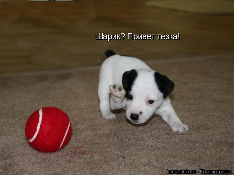 Шарик? Привет тёзка!... Котоматрица: Шарик? Привет тёзка!
