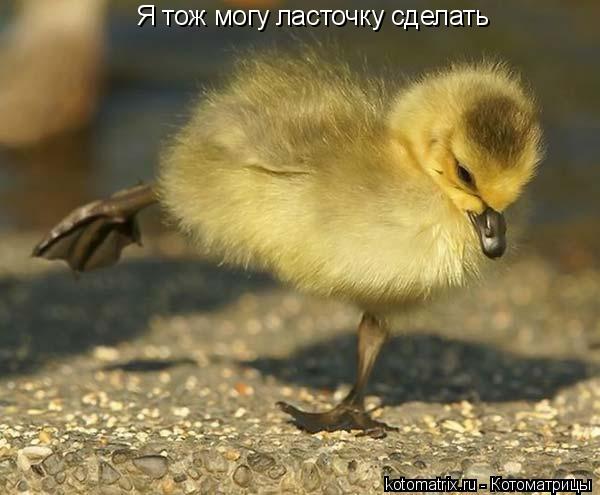 Я тож могу ласточку сделать... Котоматрица: Я тож могу ласточку сделать