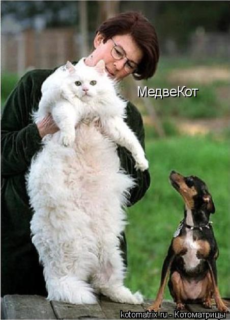 МедвеКот... Котоматрица: МедвеКот