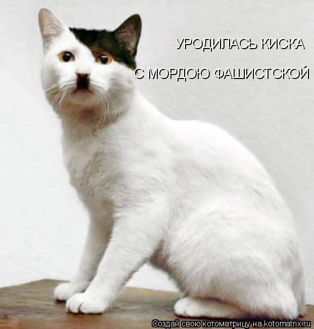 Котоматрица: УРОДИЛАСЬ КИСКА С МОРДОЮ ФАШИСТСКОЙ
