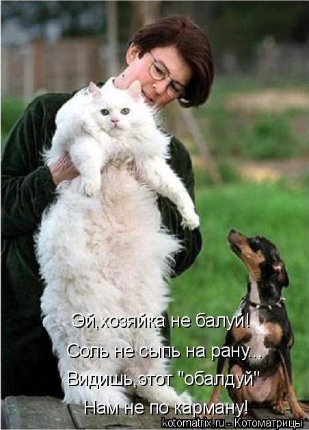 Котоматрица: Эй,хозяйка не балуй! Соль не сыпь на рану... Видишь,этот "обалдуй" Нам не по карману!