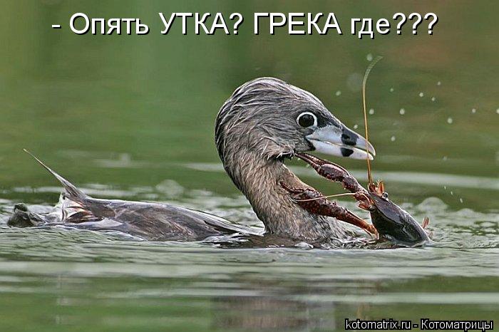 Котоматрица: - Опять УТКА? ГРЕКА где???
