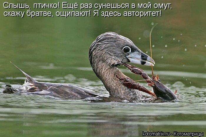 Котоматрица: Слышь, птичко! Ещё раз сунешься в мой омут, скажу братве, ощипают! Я здесь авторитет!