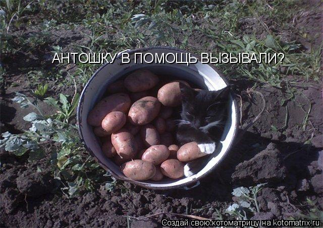 Котоматрица: АНТОШКУ В ПОМОЩЬ ВЫЗЫВАЛИ?