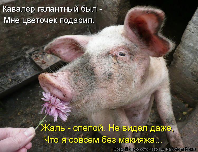 Котоматрица: Кавалер галантный был -  Мне цветочек подарил. Жаль - слепой. Не видел даже,  Что я совсем без макияжа...