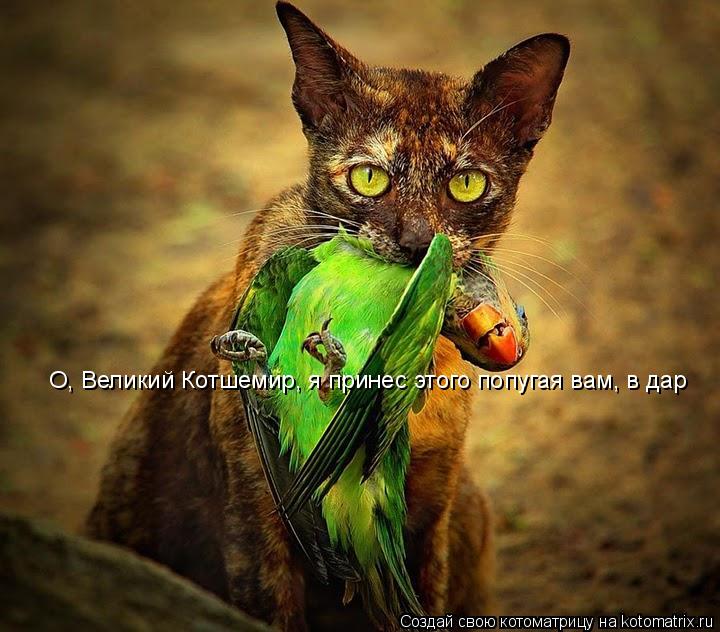 Котоматрица: О, Великий Котшемир, я принес этого попугая вам, в дар