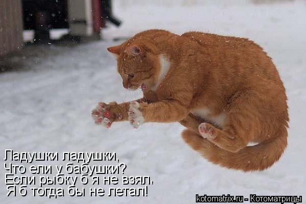Котоматрица: Ладушки ладушки, Что ели у бабушки? Если рыбку б я не взял Я б тогда бы не летал! ,