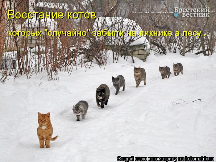 Котоматрица: Восстание котов, которых "случайно" забыли на пикнике в лесу...
