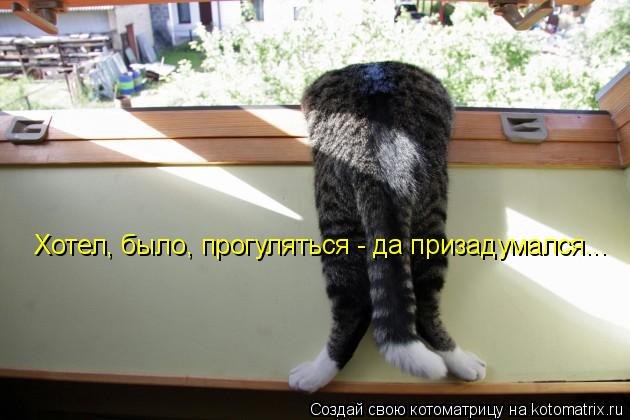 Котоматрица: Хотел, было, прогуляться - да призадумался...