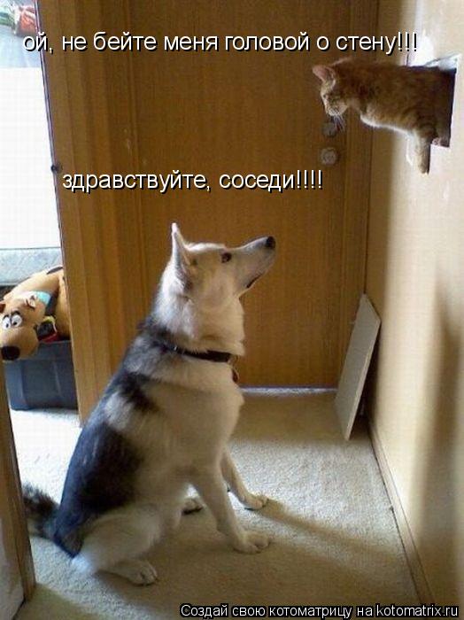 Котоматрица: ой, не бейте меня головой о стену!!! здравствуйте, соседи!!!!