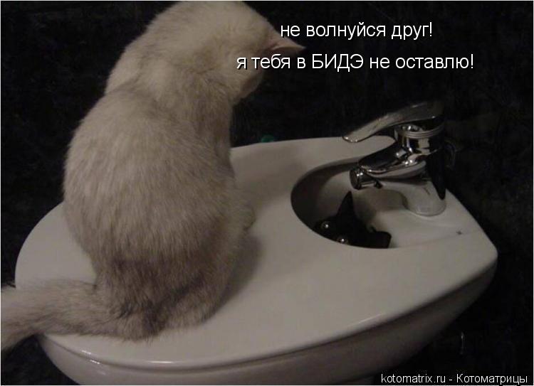 Котоматрица: не волнуйся друг!  я тебя в БИДЭ не оставлю!