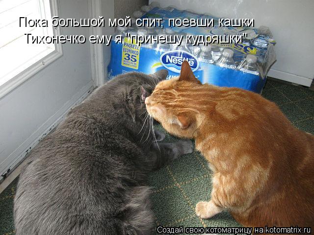 Котоматрица: Пока большой мой спит, поевши кашки Тихонечко ему я "причешу кудряшки"