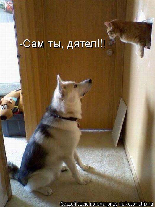 Котоматрица: -Сам ты, дятел!!!
