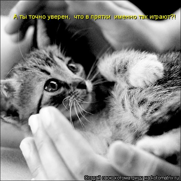 Котоматрица: А ты точно уверен,  что в прятки  именно так играют?!