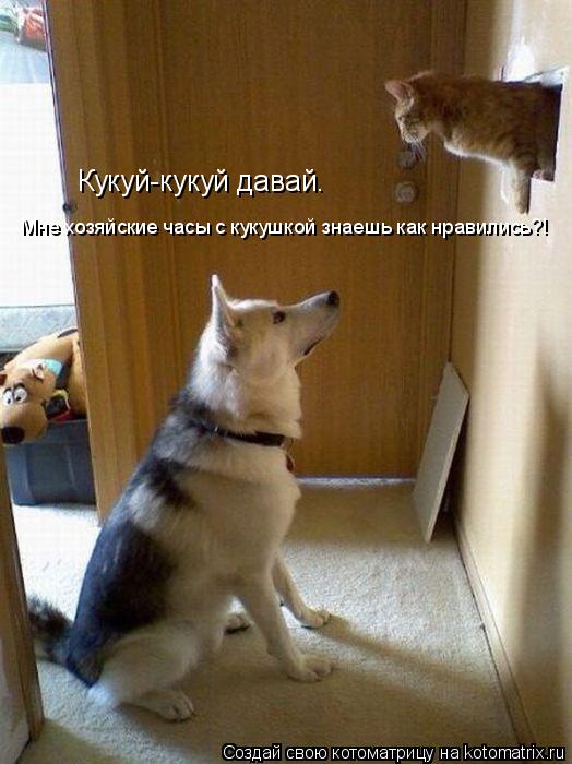 Кукуй-кукуй давай. Мне хозяйские часы с кукушкой знаешь как нравились?!... Котоматрица: Кукуй-кукуй давай. Мне хозяйские часы с кукушкой знаешь как нравились?!