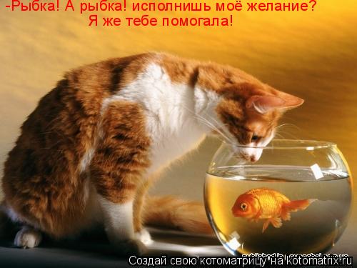 Котоматрица: -Рыбка! А рыбка! исполнишь моё желание? Я же тебе помогала!
