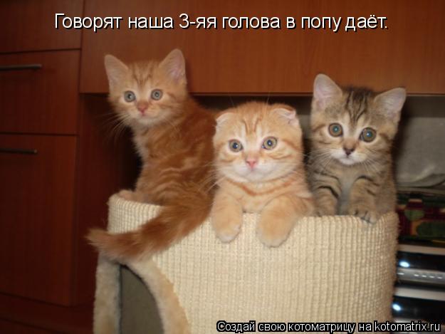 Говорят наша 3-яя голова в попу даёт.... Котоматрица: Говорят наша 3-яя голова в попу даёт.
