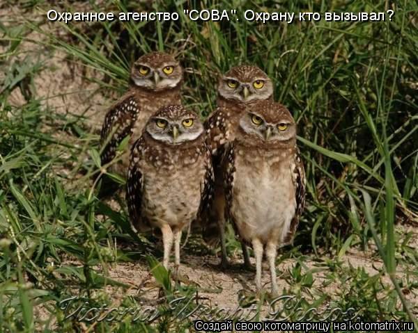 Охранное агенство "СОВА". Охрану кто вызывал?... Котоматрица: Охранное агенство "СОВА". Охрану кто вызывал?