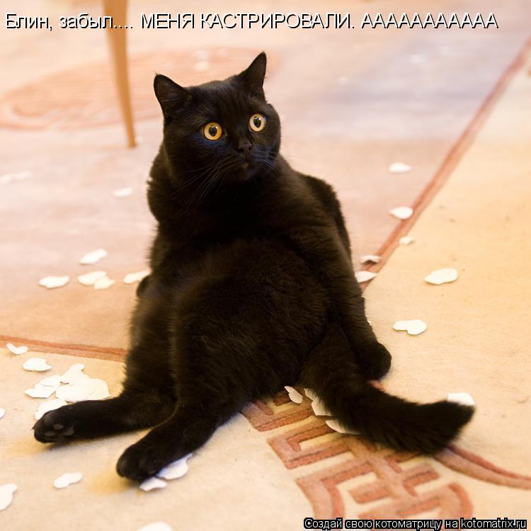 Блин, забыл.... МЕНЯ КАСТРИРОВАЛИ. ААААААААААА... Котоматрица: Блин, забыл.... МЕНЯ КАСТРИРОВАЛИ. ААААААААААА