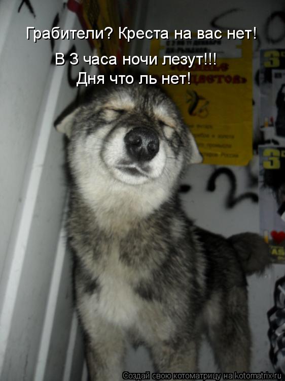 Грабители? Креста на вас нет! В 3 часа ночи лезут!!! Дня что ль нет!... Котоматрица: Грабители? Креста на вас нет! В 3 часа ночи лезут!!! Дня что ль нет!