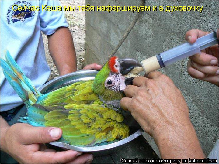 Сейчас Кеша мы тебя нафаршируем и в духовочку... Котоматрица: Сейчас Кеша мы тебя нафаршируем и в духовочку
