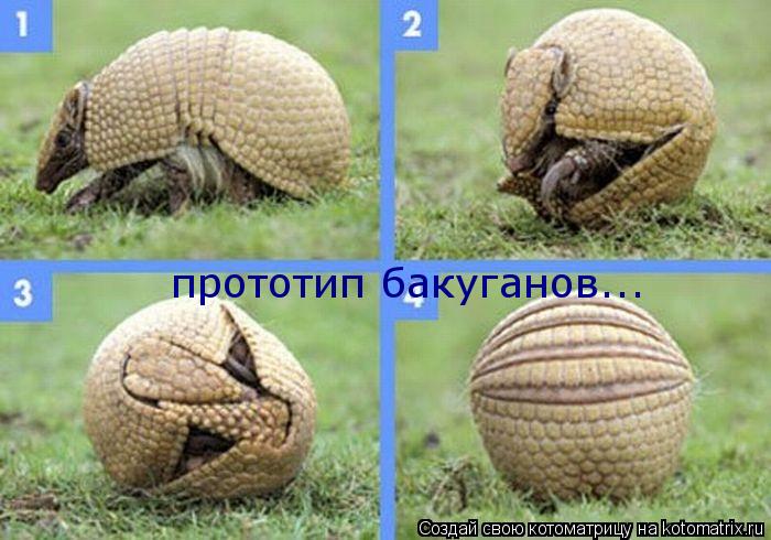прототип бакуганов...... Котоматрица: прототип бакуганов...