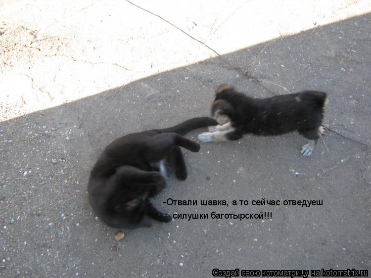 -Отвали шавка, а то сейчас отведуеш силушки баготырской!!!... Котоматрица: -Отвали шавка, а то сейчас отведуеш силушки баготырской!!!