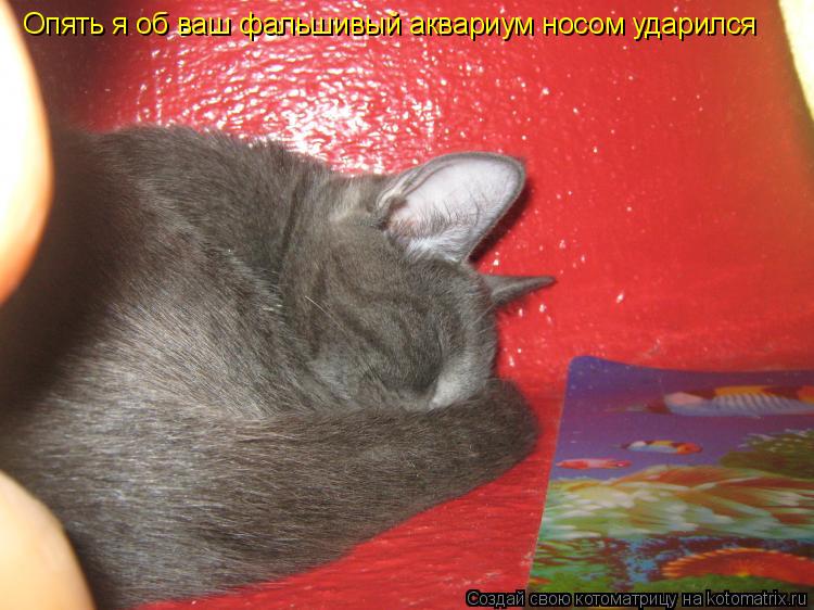 Опять я об ваш фальшивый аквариум носом ударился... Котоматрица: Опять я об ваш фальшивый аквариум носом ударился