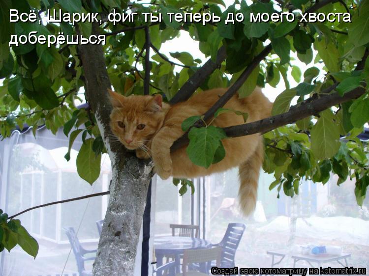 Всё, Шарик, фиг ты теперь до моего хвоста доберёшься... Котоматрица: Всё, Шарик, фиг ты теперь до моего хвоста доберёшься