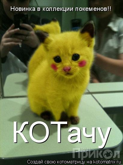 Новинка в коллекции покеменов!! КОТачу... Котоматрица: Новинка в коллекции покеменов!! КОТачу