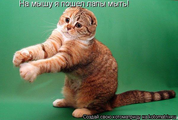 На мышу я пошел лапы мыть!... Котоматрица: На мышу я пошел лапы мыть!
