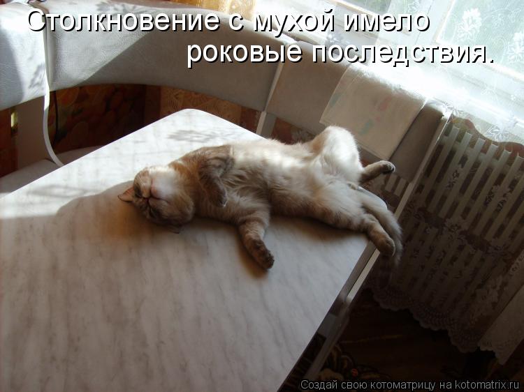 Столкновение с мухой имело роковые последствия.... Котоматрица: Столкновение с мухой имело роковые последствия.