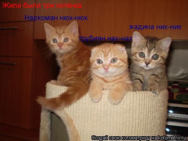 Котоматрица: Жили были три котёнка Наркоман нюх-нюх грубиян нах-нах жадина них-них