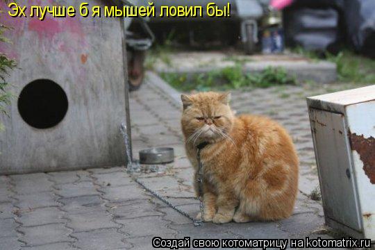 Котоматрица: Эх лучше б я мышей ловил бы!
