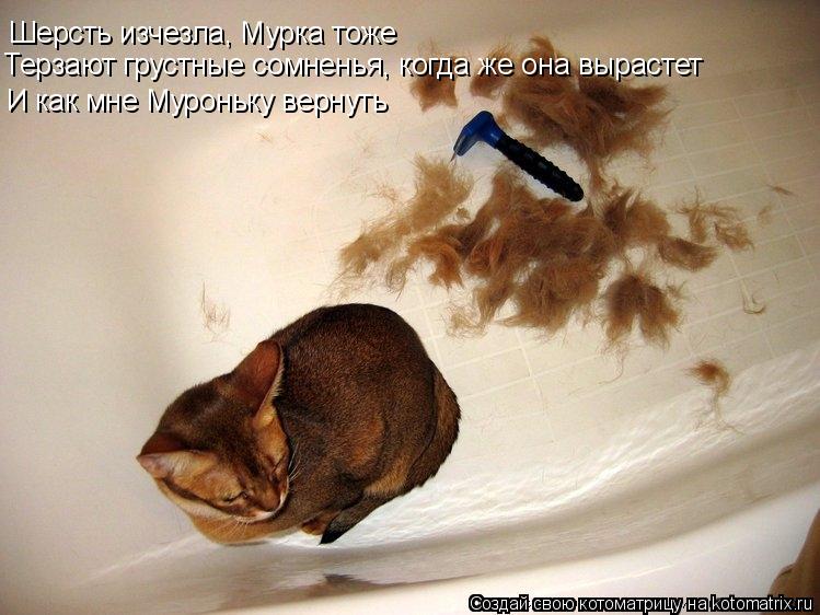 Котоматрица: Шерсть изчезла, Мурка тоже И как мне Муроньку вернуть Терзают грустные сомненья, когда же она вырастет